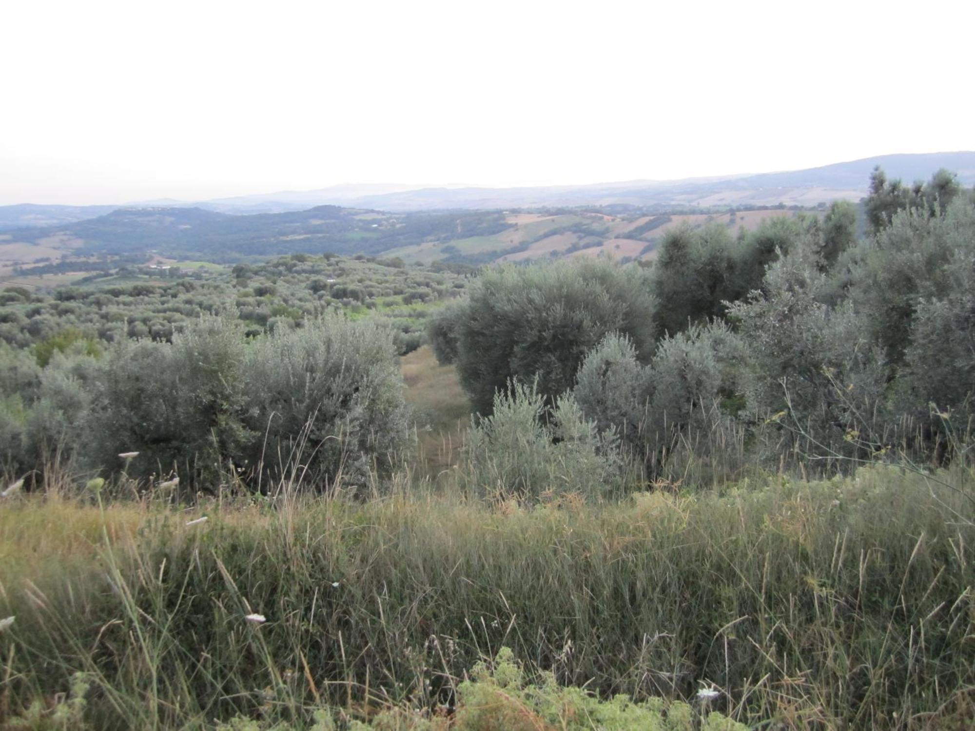 Agriturismo Casa Fibbianello Semproniano Eksteriør billede