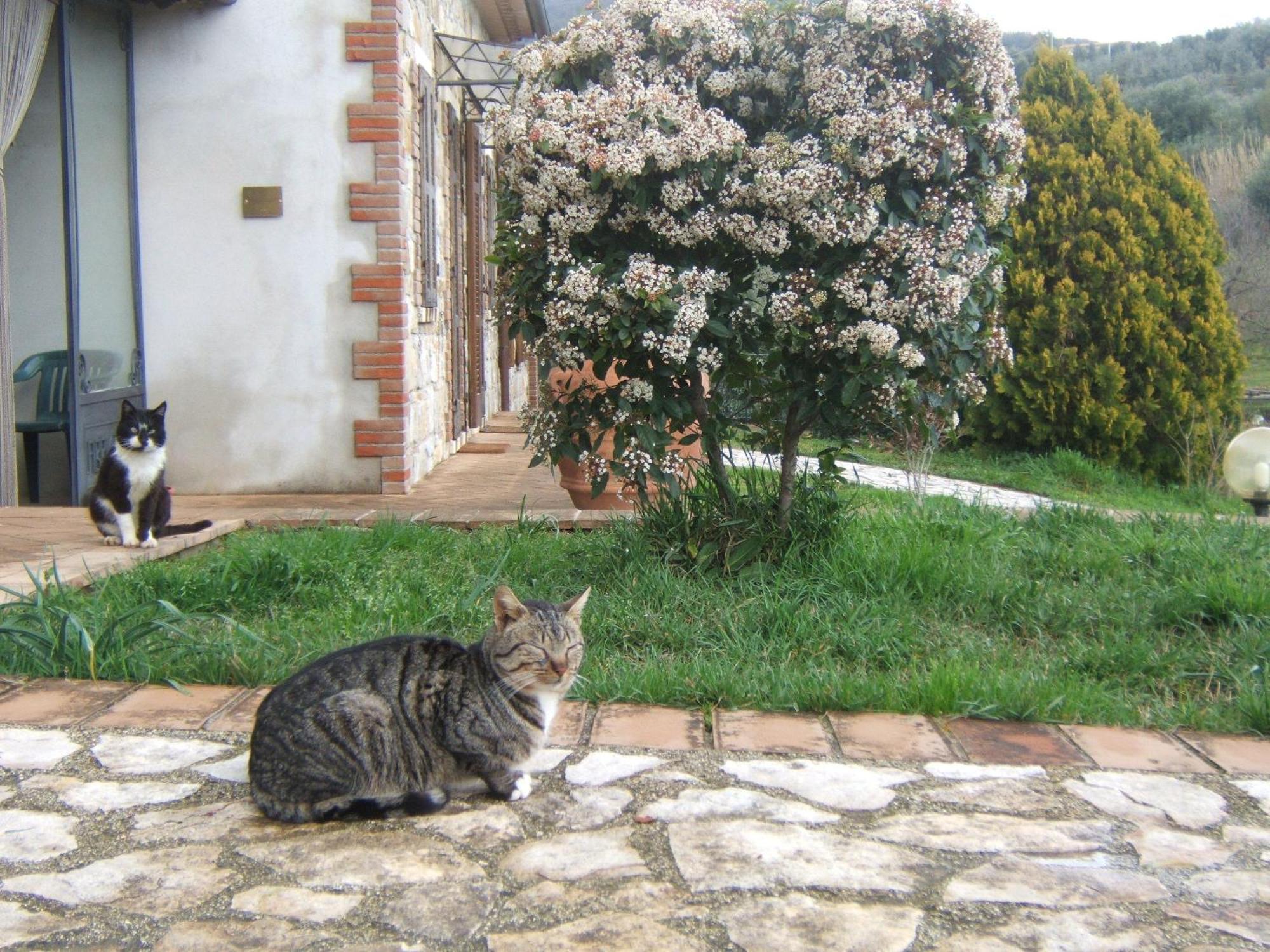Agriturismo Casa Fibbianello Semproniano Eksteriør billede